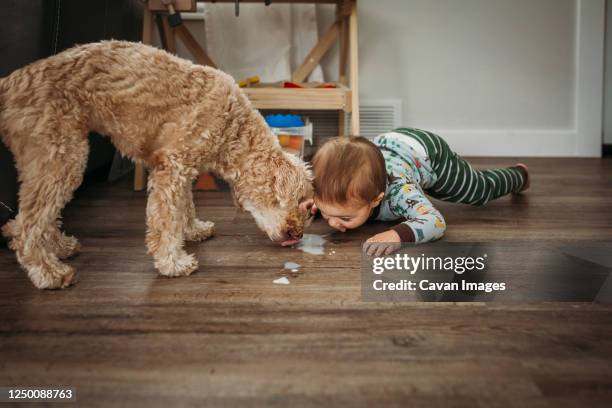 toddler boy and dog licking spilled milk off wooden floor - messy dog stock-fotos und bilder