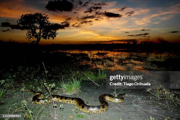 cobra sucurí da amazônia - anaconda snake stock pictures, royalty-free photos & images