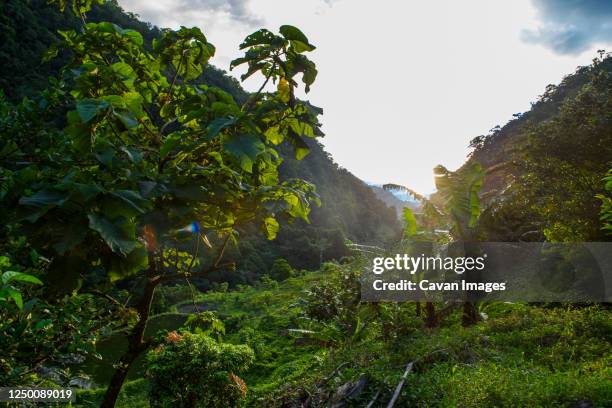 lush vegetation in a valley in the columbian jungle - colombia jungle stock pictures, royalty-free photos & images