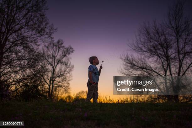 little boy blowing dandelion silohette summer sunset purple yellow - silohette stock pictures, royalty-free photos & images