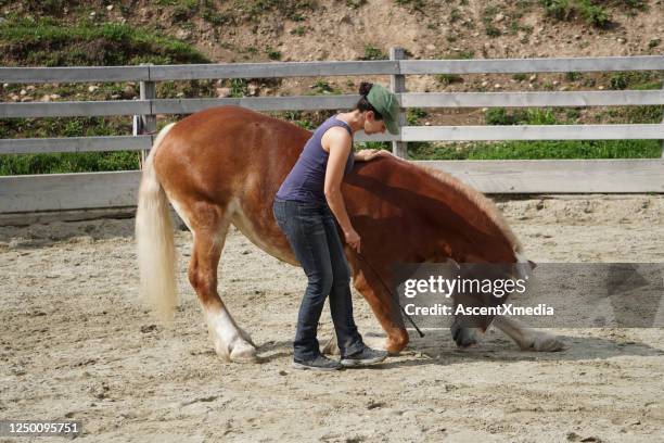 vrouwelijke dressuurtrainer leert paard nieuwe truc - dierentrucs stockfoto's en -beelden