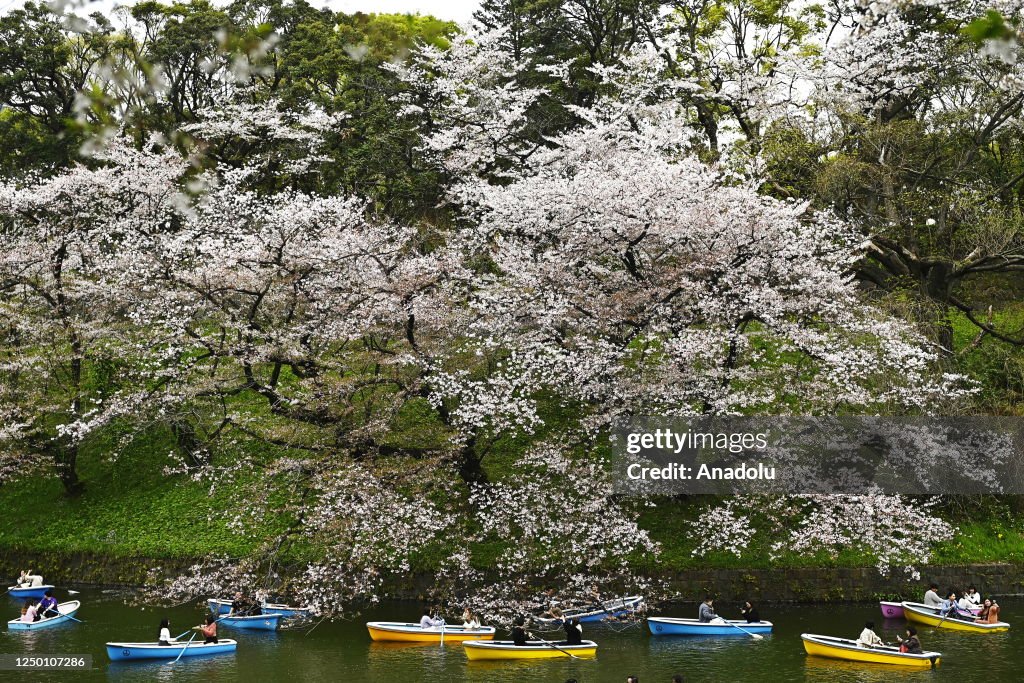 People enjoy the cherry blossom season in Tokyo