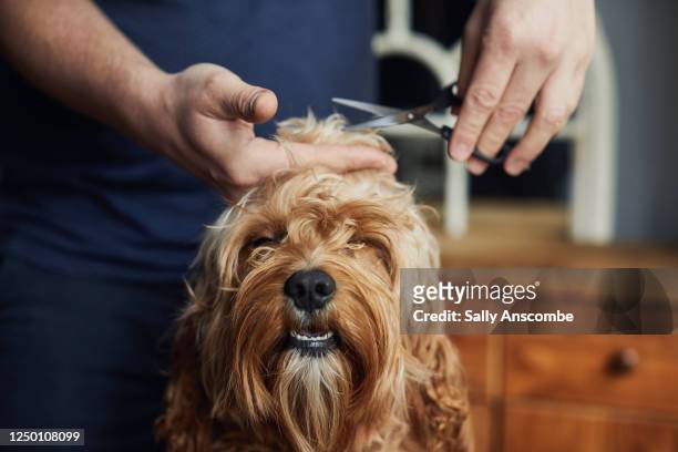 man giving his pet dog a haircut - small dog stock pictures, royalty-free photos & images