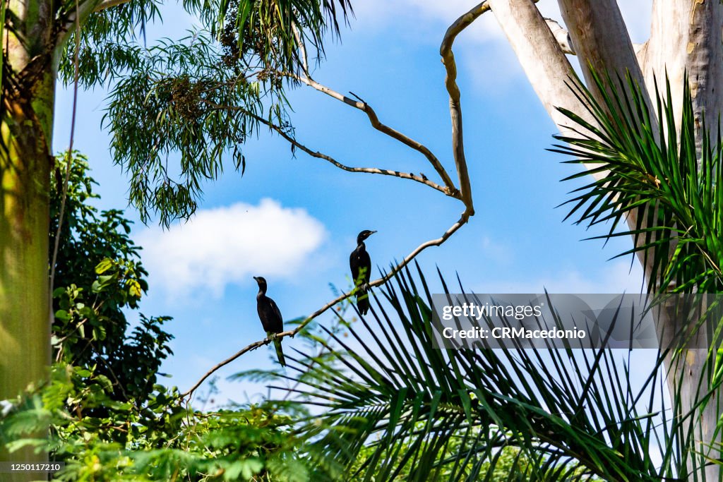 Neotropic cormorant