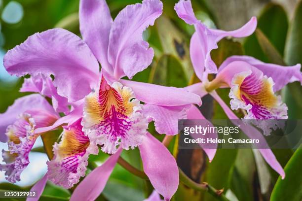 purple orchid in natural environmental - orquideas stock pictures, royalty-free photos & images