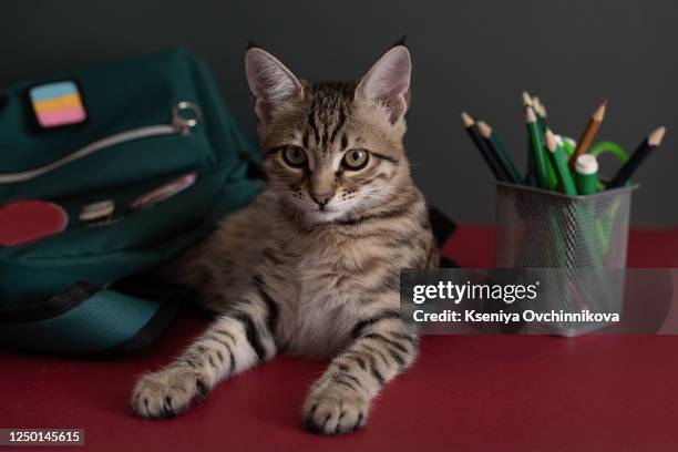 charming, grey, fluffy kitten, bouquet of blooming flowers, vintage books, pencils, red apple and a notepad with a handwritten inscription on a white, wooden table. welcome to school - desk of student alarm clock books and pencils foto e immagini stock