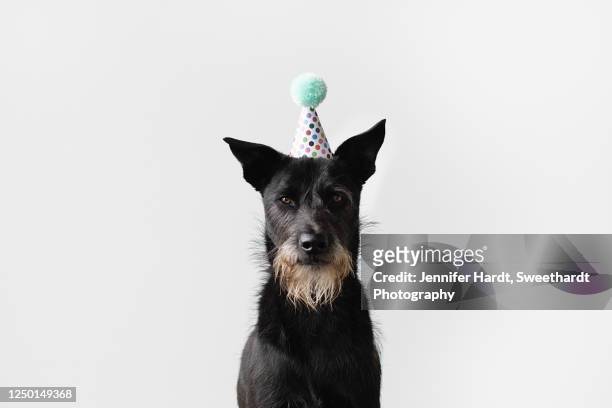 studio portrait of a black dog wearing a birthday hat looking at camera - partyhut stock-fotos und bilder
