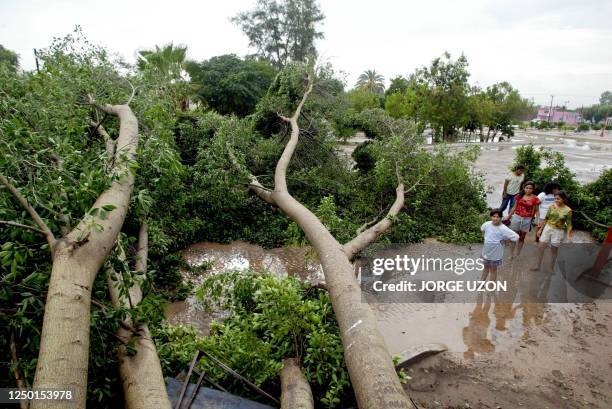 Un grupo de niñas observan un arbol derribado por el paso de la tormenta tropical Ignacio, en Ciudad Constitucion el 27 de agosto de 2003. La...