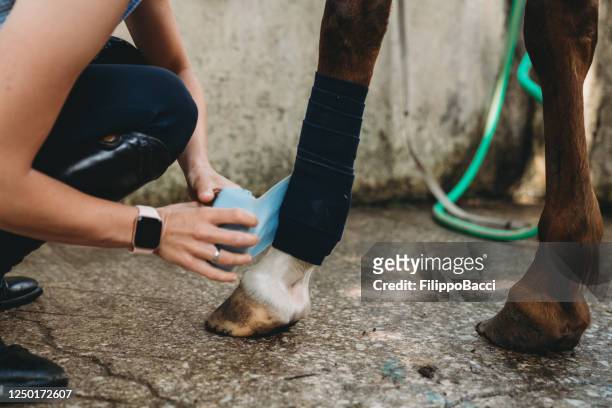 young woman is putting bandage or polo wraps to a horse - dressage stock pictures, royalty-free photos & images