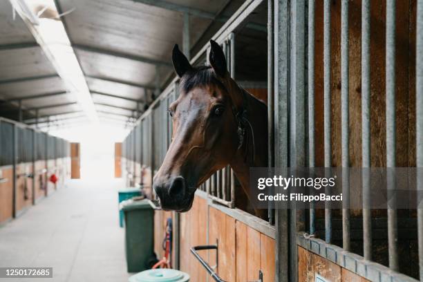de stallen van het paard in een paard berijdende school - paardrijbenodigdheden stockfoto's en -beelden