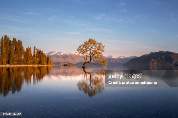 wanaka willow tree in autumn - single tree stock pictures, royalty-free photos & images