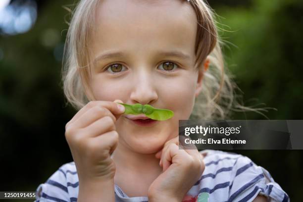 child with green helicopter seed held playfully as a moustache - maple keys stock pictures, royalty-free photos & images