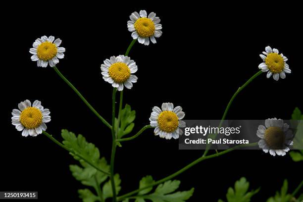 tanacetum parthenium (feverfew) - chrysanthemum parthenium stock pictures, royalty-free photos & images
