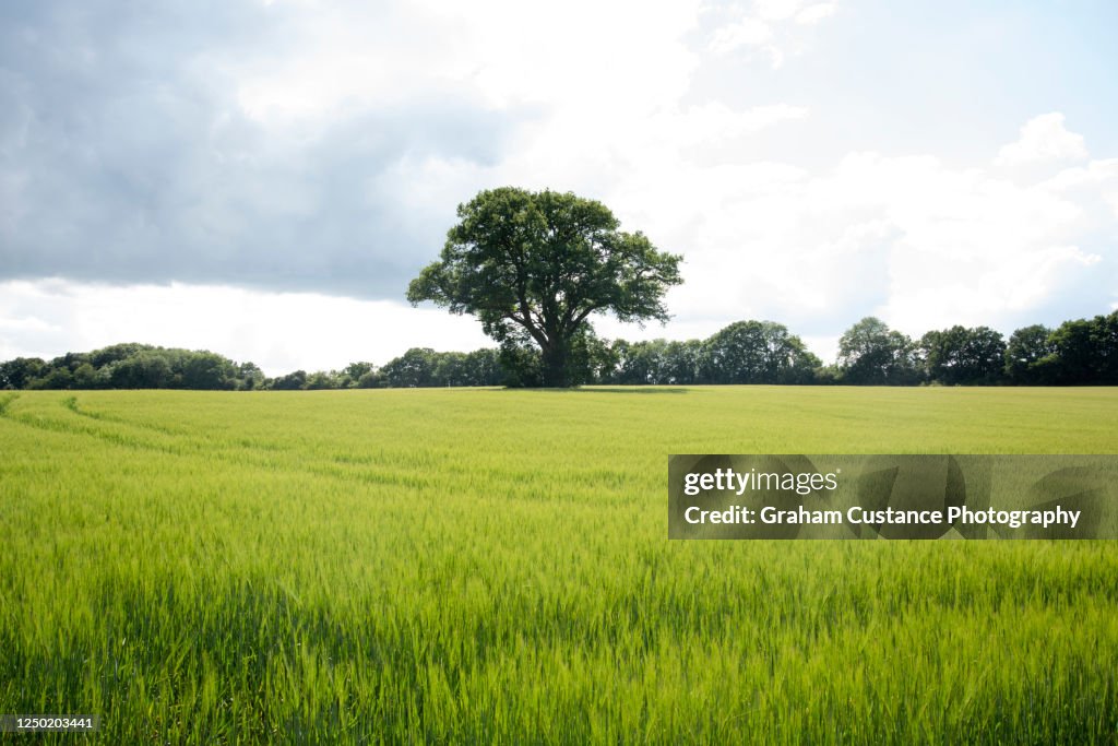 Lone Tree