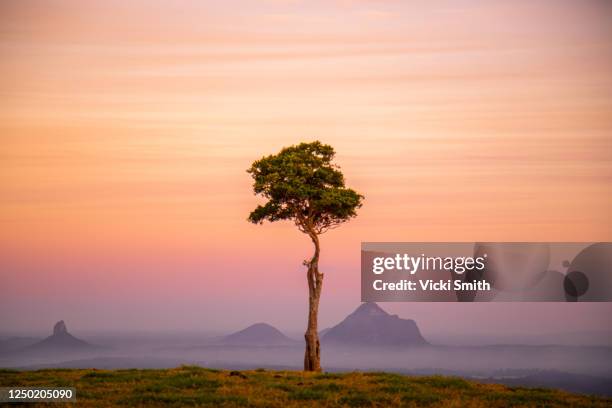 soft pastel colors of sunrise over the mountains with a single tree - sunshine coast australia 個照片及圖片檔