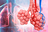 Lungs alveoli on medical background