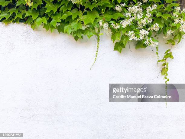 concrete wall and jasmine - creeper stock-fotos und bilder