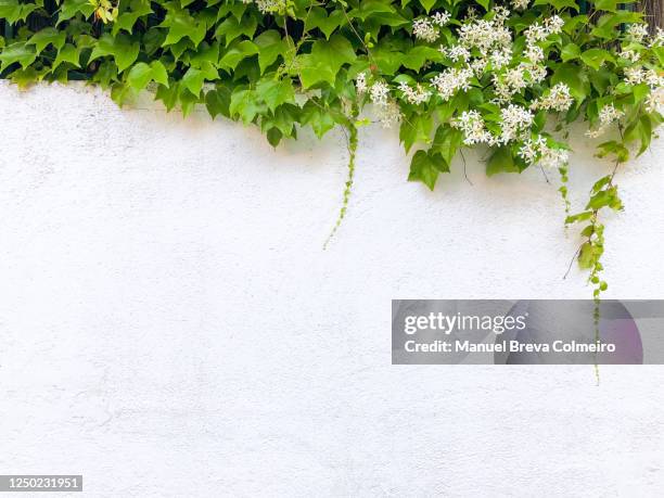 concrete wall and jasmine - stone wall garden stock pictures, royalty-free photos & images