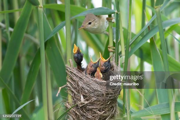 reed warbler (acrocephalus scirpaceus) - nido di animale foto e immagini stock
