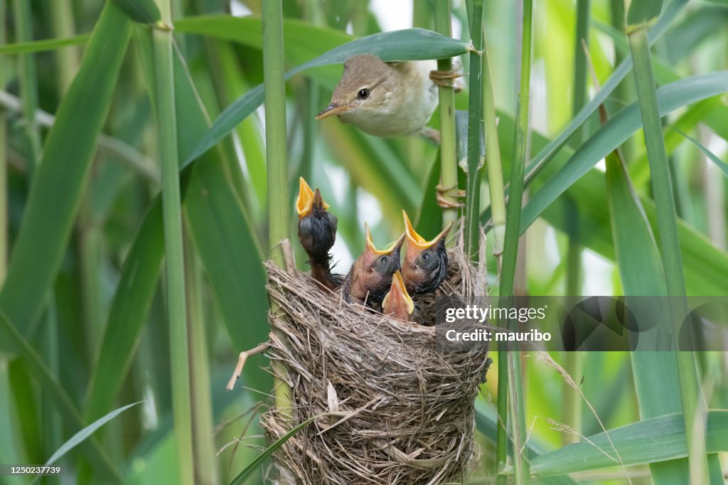 Reed warbler (Acrocephalus scirpaceus)