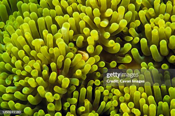 a skunk anemonefish (amphiprion akallopisos) in a host anemone - sea anemones and corals stock pictures, royalty-free photos & images