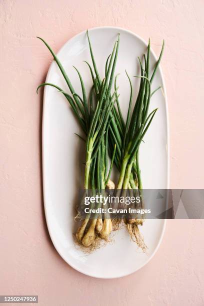 fresh spring onions vegetables raw on ceramic dish and pink background - chive stock pictures, royalty-free photos & images