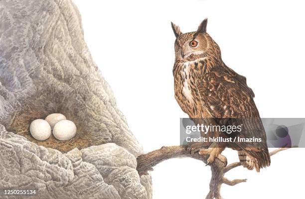 ilustraciones, imágenes clip art, dibujos animados e iconos de stock de illustration, eurasian eagle-owl - búho real