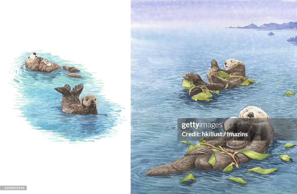 Illustration, Sea Otter