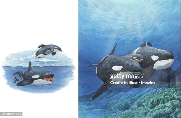 illustration, killer whale - killer whale stock illustrations