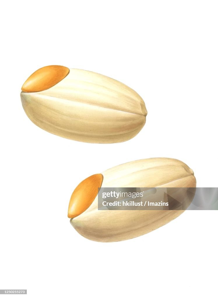 Illustration, Brown Rice