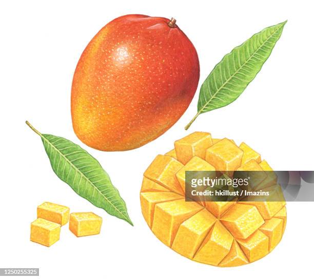 illustration, cross section of mango - mango fruit stock-grafiken, -clipart, -cartoons und -symbole