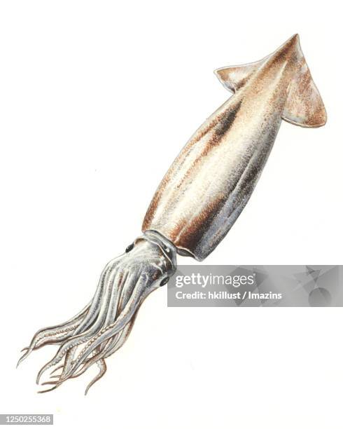 illustration, squid - squid stock illustrations