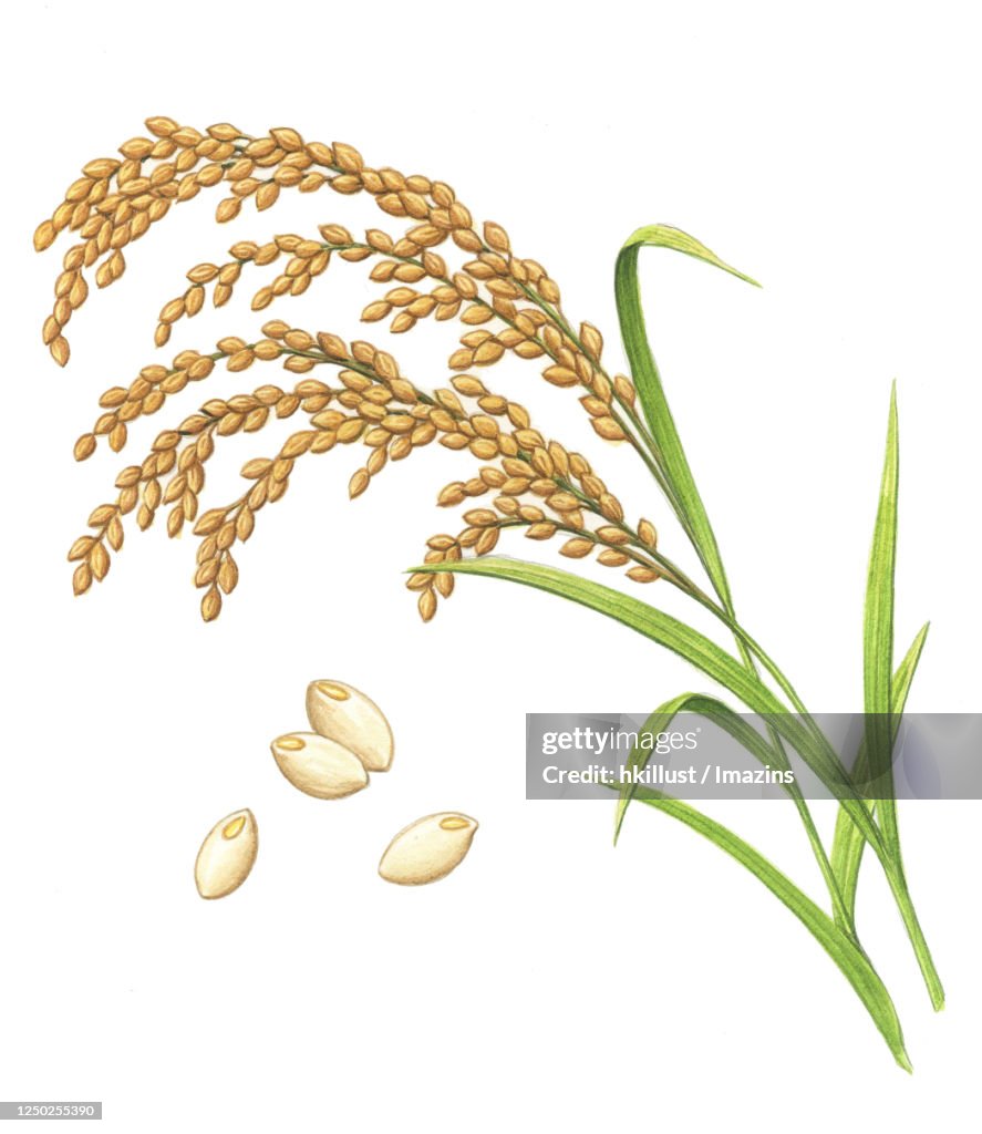 Illustration, Rice