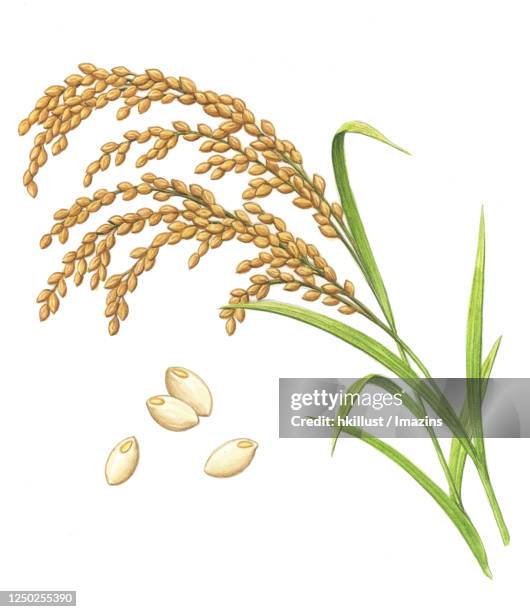 illustration, rice - rice stock illustrations