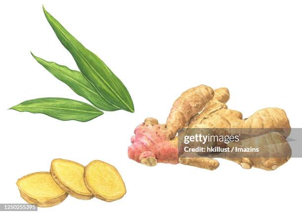 441点の生姜イラスト素材 Getty Images 441点の生姜イラスト素材 Getty Images