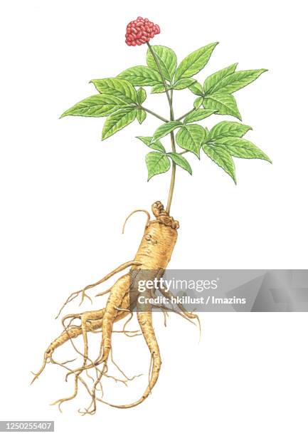 illustration, ginseng - ginseng stock-grafiken, -clipart, -cartoons und -symbole