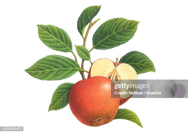 illustration, apple - two apples stock illustrations
