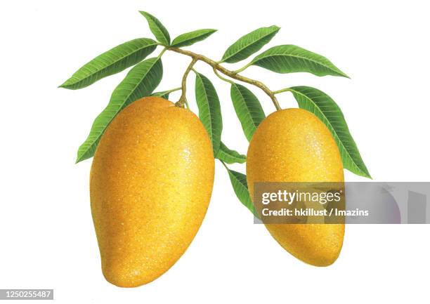 illustration, mango - mango white background stock illustrations