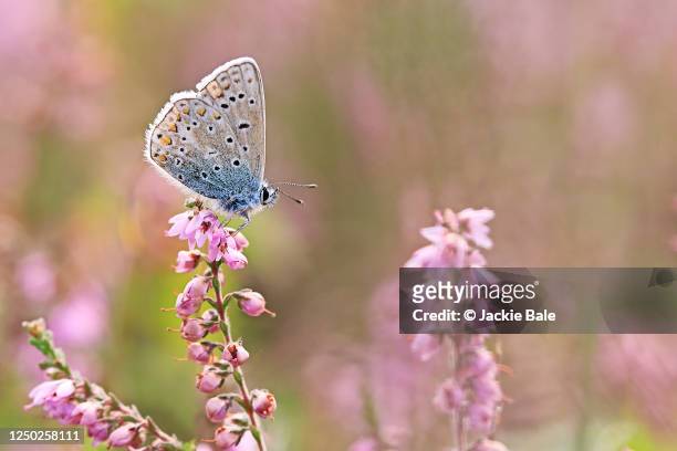 common blue butterfly - erika klein stock-fotos und bilder