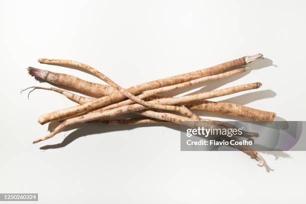 burdock roots (arctium lappa) - greater burdock photos et images de collection