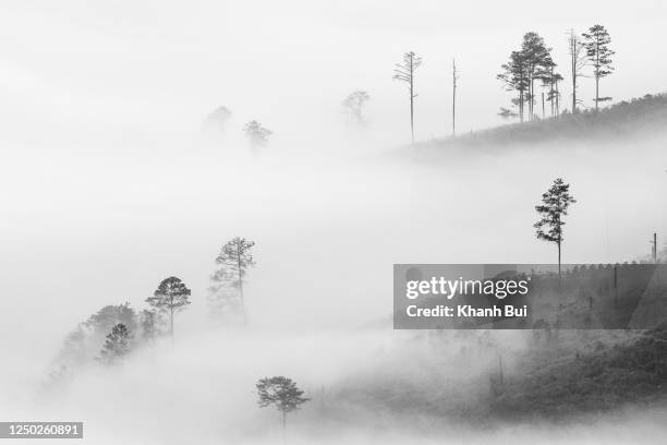 lonely trees in bare valley because to deforest with magical fog and light at sunrise, the abstract photo about environment and climate changes - monochrome 700063863 stock pictures, royalty-free photos & images