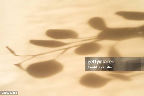 abstract paper background with shadows from plants branches of eucalyptus - eucalyptus background stock pictures, royalty-free photos & images