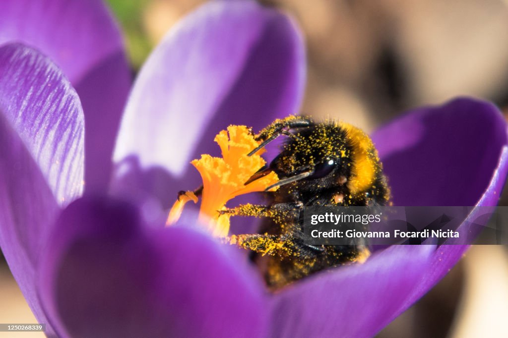 Bumblebee dirty with pollen sucking nectar from a purple crocus