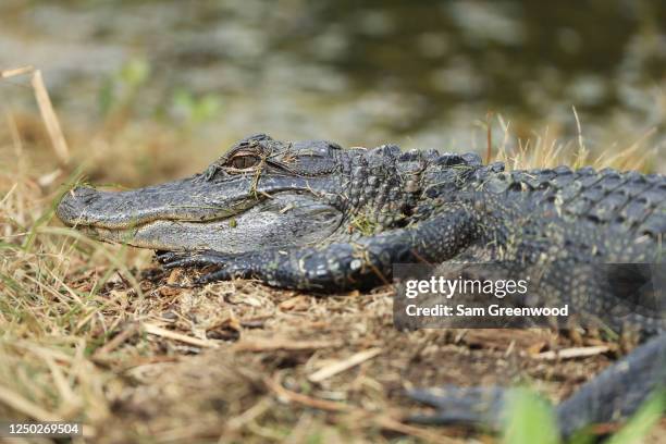 Aligator Rbc Alligator Island Photos and Premium High Res Pictures - Getty Images