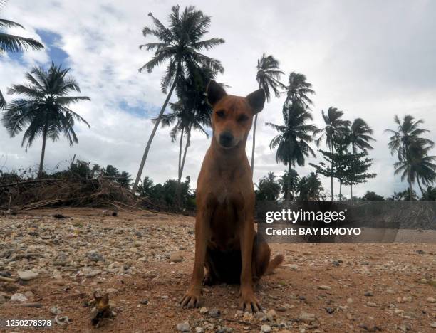 Dog sits on a beach hit by the recent tsunami in Sabeugunggung village in the Metawai islands, West Sumatra, on October 31, 2010 six days after a...