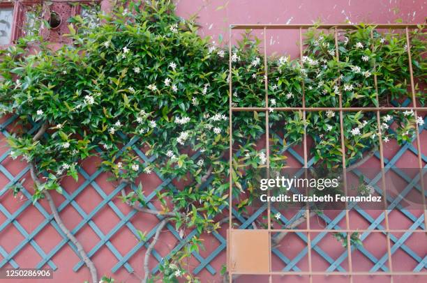 trellis with star jasmine flowers (trachelospermum jasminoides) in growing on the exterior wall - spalier stock-fotos und bilder
