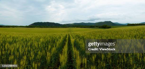 hulunbuir root river city carew rush mountain scenery - big bluestem grass stock pictures, royalty-free photos & images