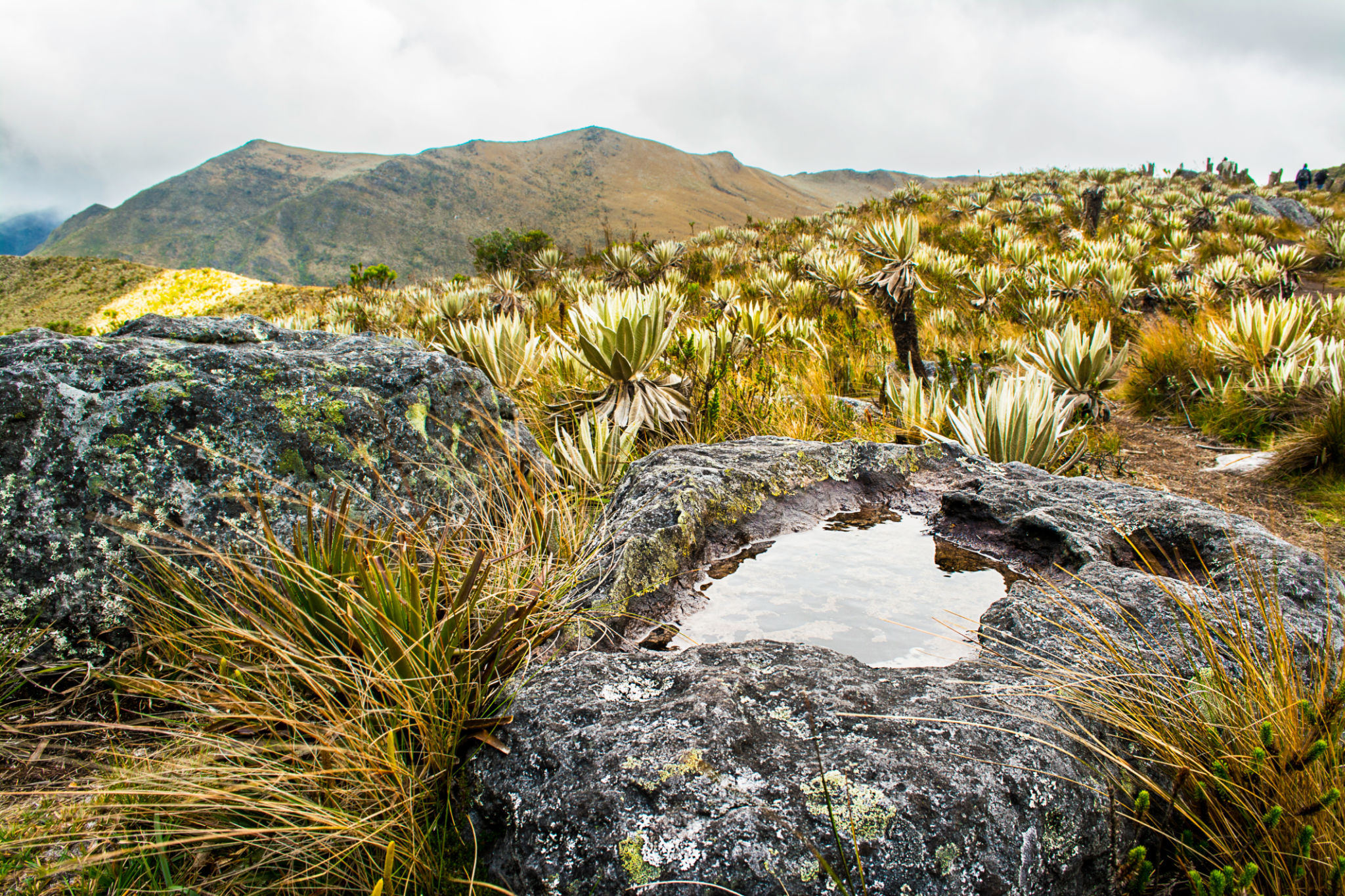 This is a paramo in South america. There are water into the stone This is a paramo in South america. There are water into the stone