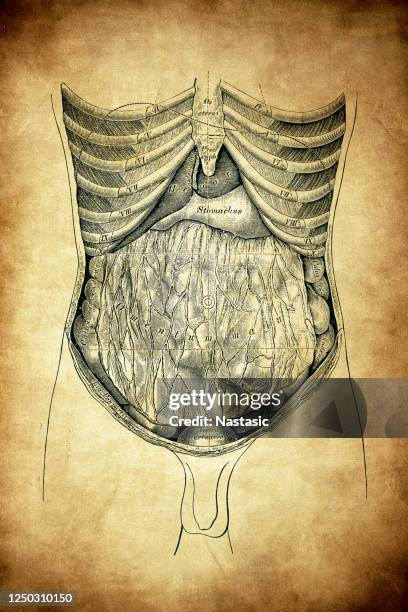 Abdomen Map High-Res Vector Graphic