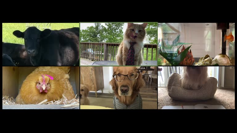 5,295 Animal Meeting Videos and HD Footage - Getty Images 5,295 Animal Meeting Videos and HD Footage - Getty Images